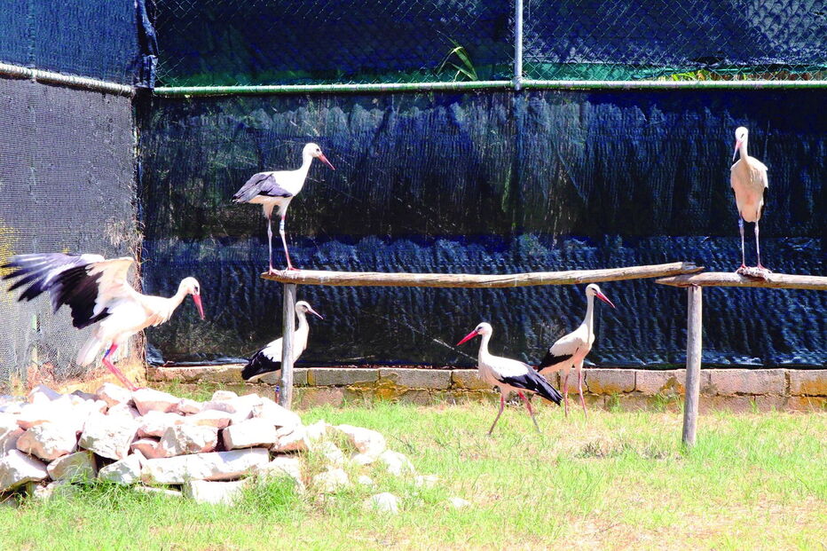 Cegonhas confundem plásticos com minhocas em Olhão