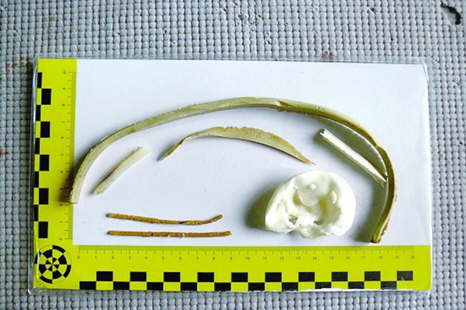 Cegonhas confundem plásticos com minhocas em Olhão