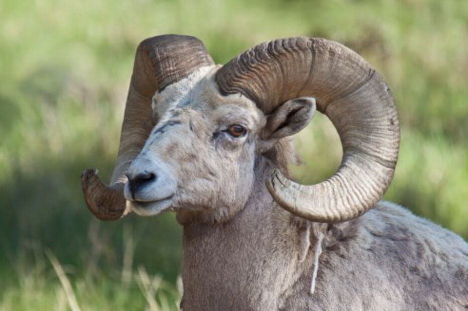 Carneiro com chifres 