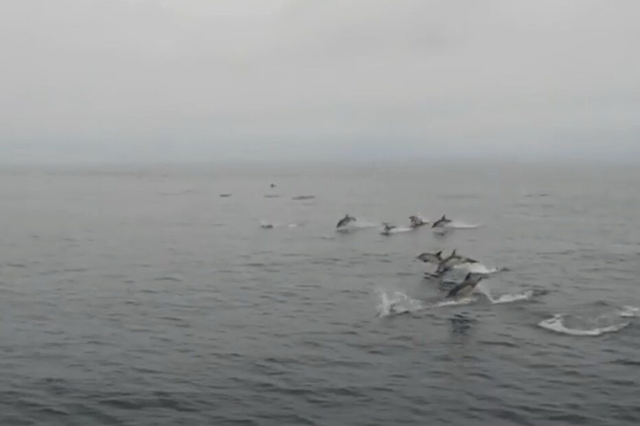 2018-07-10_12_27_41 dolphin.jpg