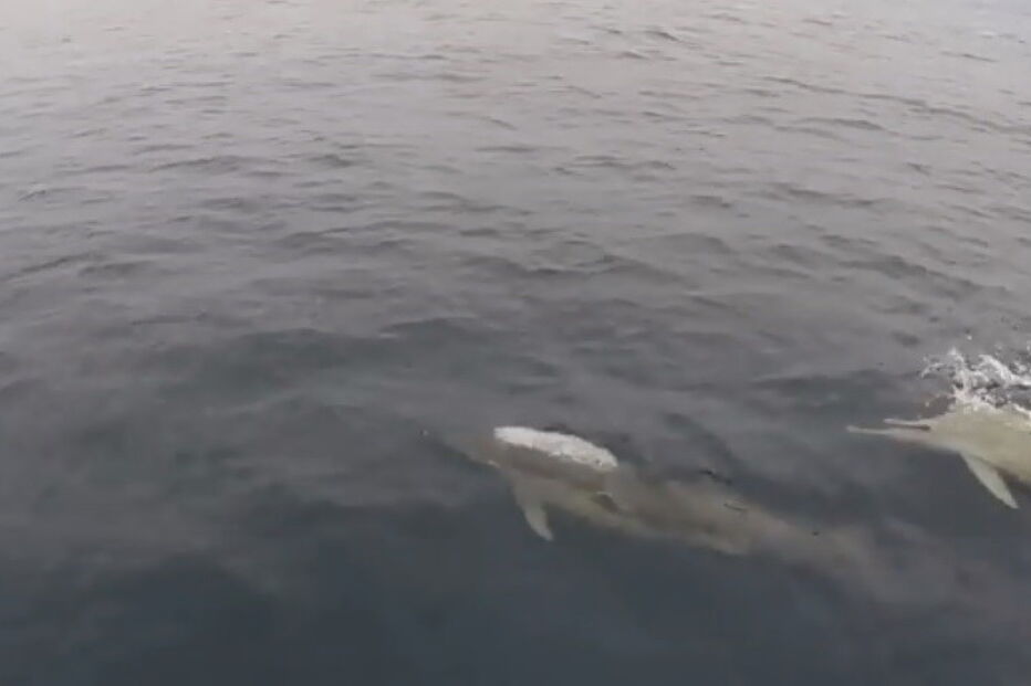 2018-07-10_12_27_42 dolphin2.jpg