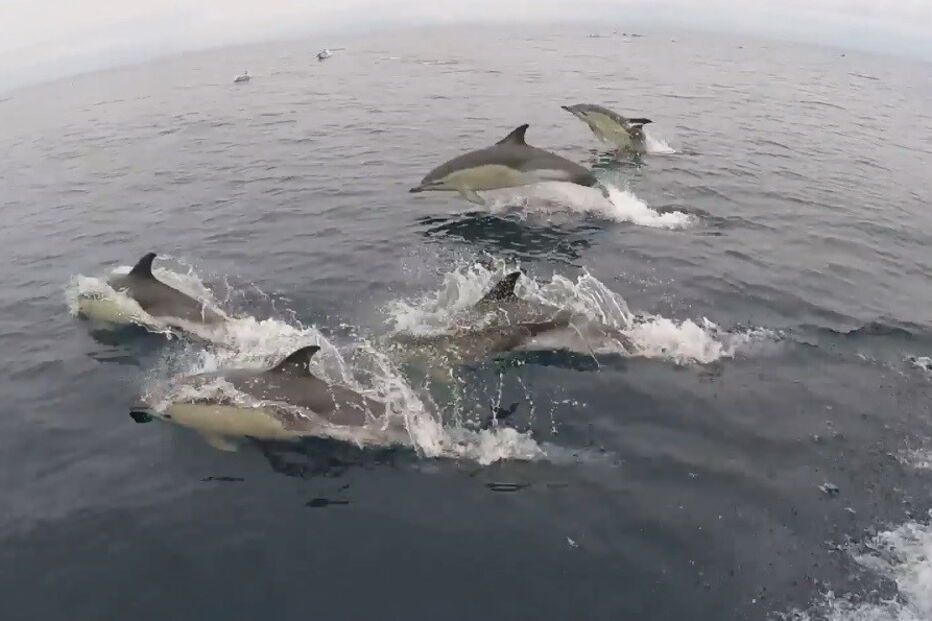 2018-07-10_12_27_42 dolphin3.jpg