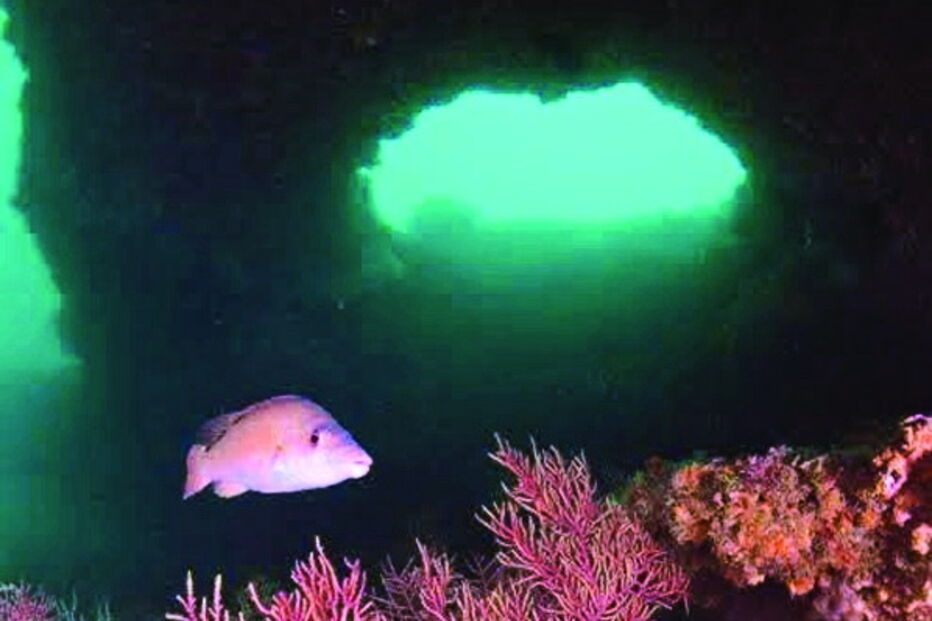 Recife natural alberga mais de 800 espécies de peixes e algas