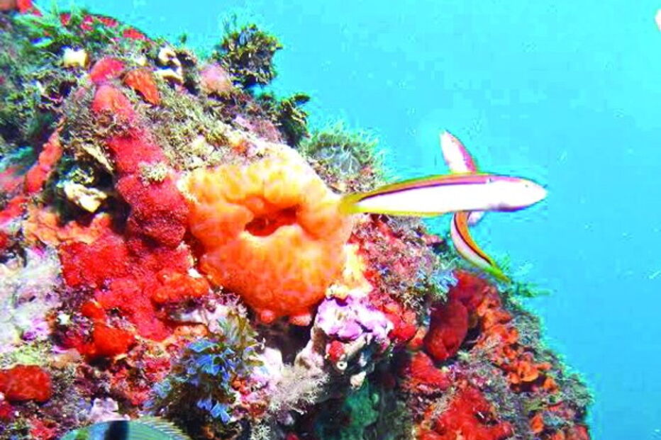 Divespot promove ações de mergulho na zona   