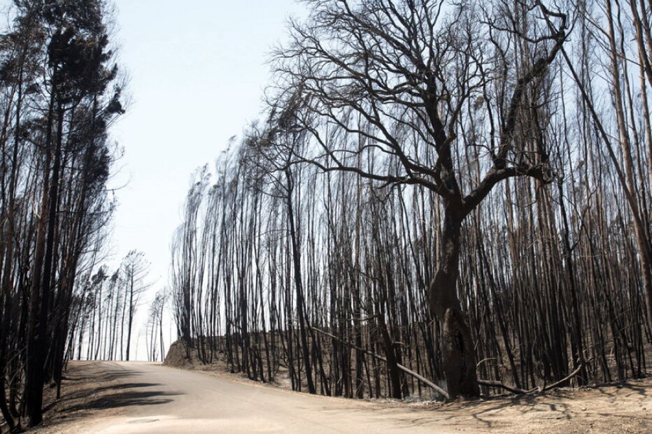 2018-03-28_09_49.17 incendio-floresta.jpg