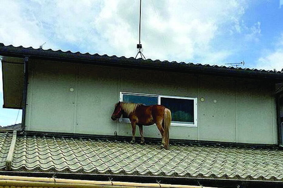 Pónei escapa a cheia no Japão subindo a telhado