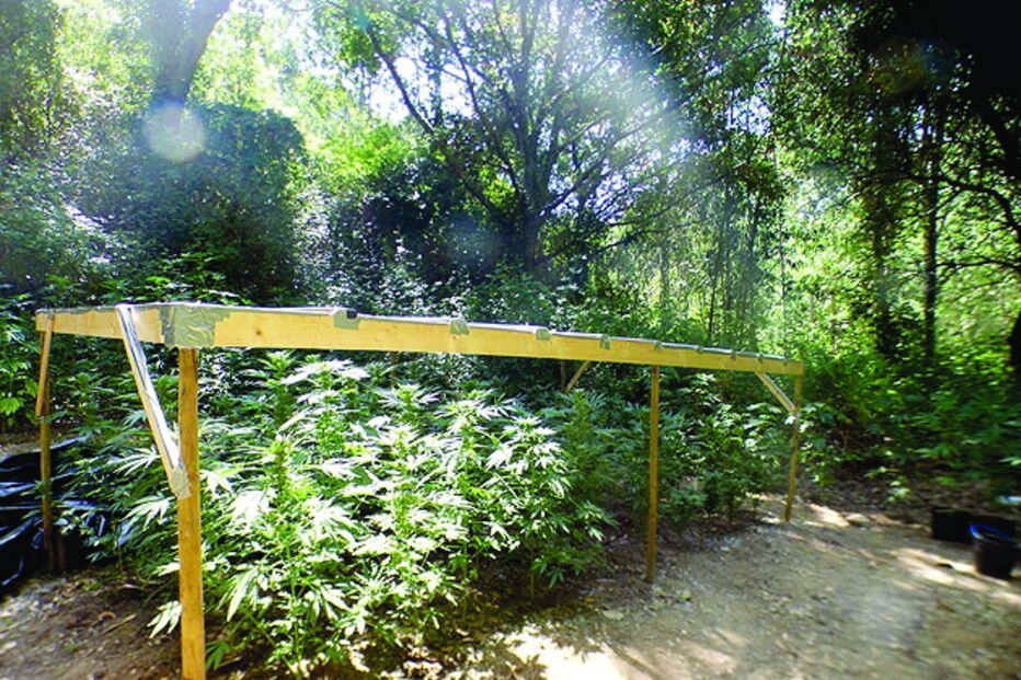 Plantas estavam bastante desenvolvidas