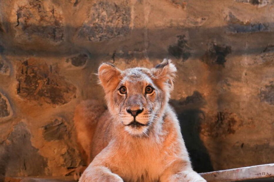 Leoa presa em jaula é atração turística em restaurante