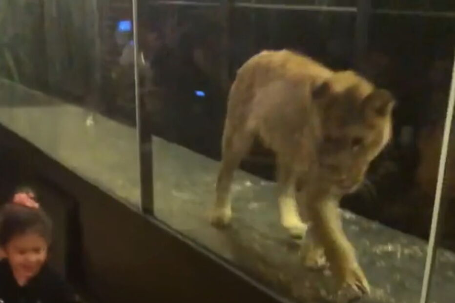 Leoa presa em jaula é atração turística em restaurante