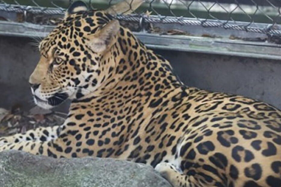 Jaguar que escapou da jaula, no zoo de Nova Orleães