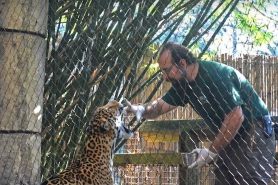 Jaguar que escapou da jaula, no zoo de Nova Orleães