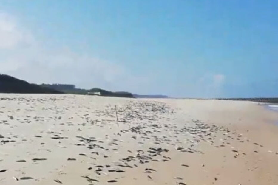 Vídeo mostra centenas de peixes mortos em areal de praia da Cortegaça
