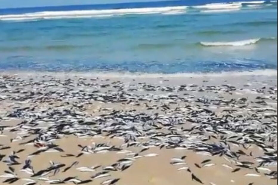 Vídeo mostra centenas de peixes mortos em areal de praia da Cortegaça