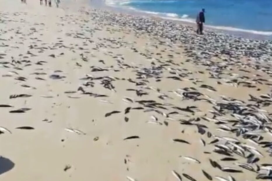 Vídeo mostra centenas de peixes mortos em areal de praia da Cortegaça