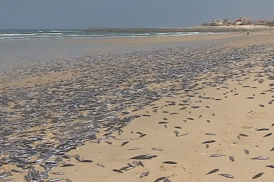 Peixes mortos em Ovar