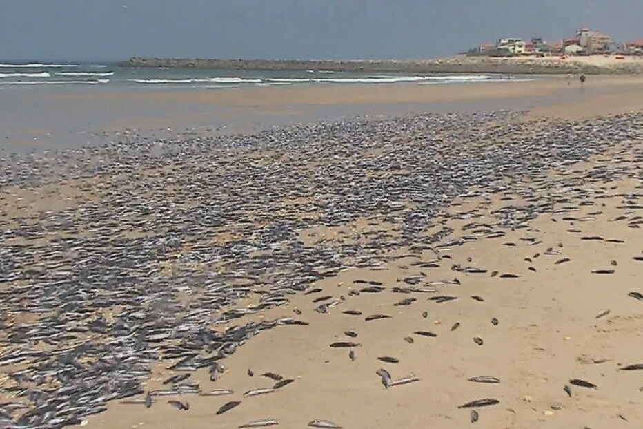 Peixes mortos em Ovar