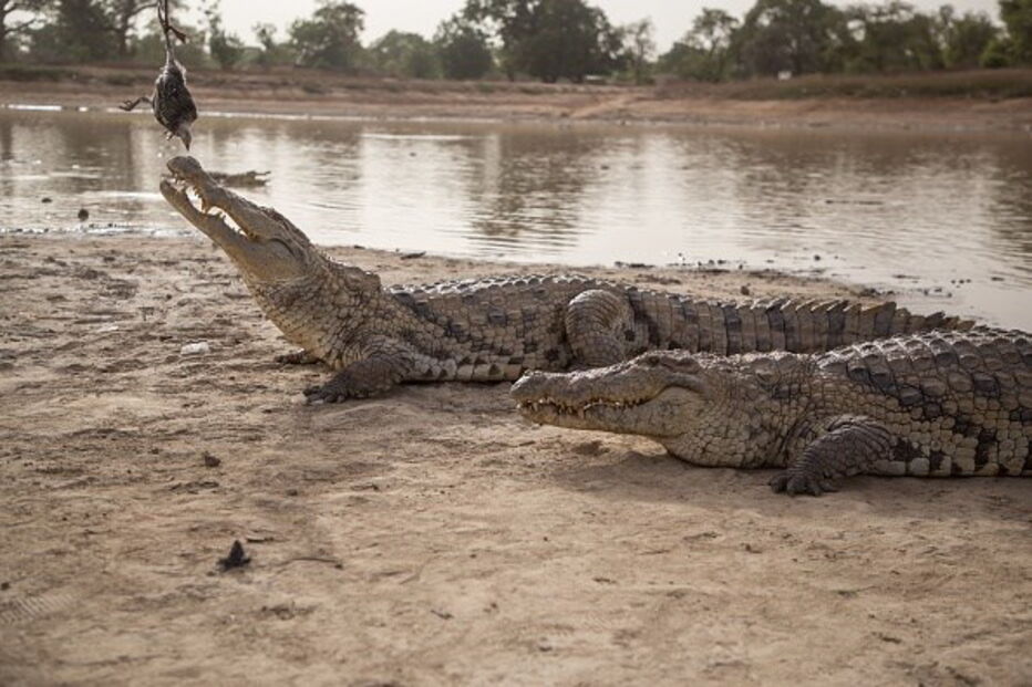 Imagens do ataque aos crocodilos