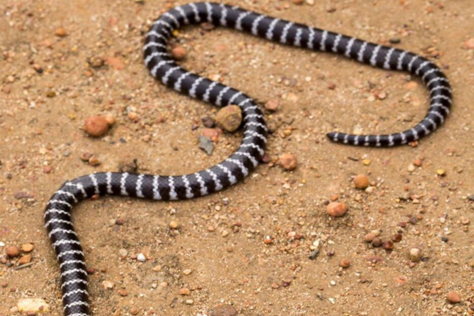 Nova espécie de serpentes 