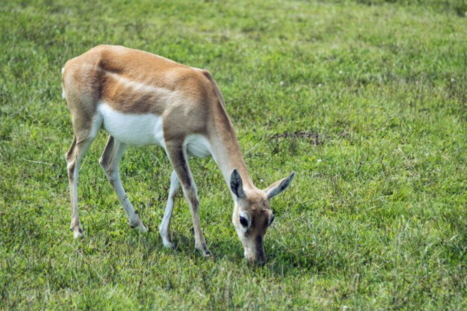 Gamo é um mamífero ruminante muito semelhante ao veado