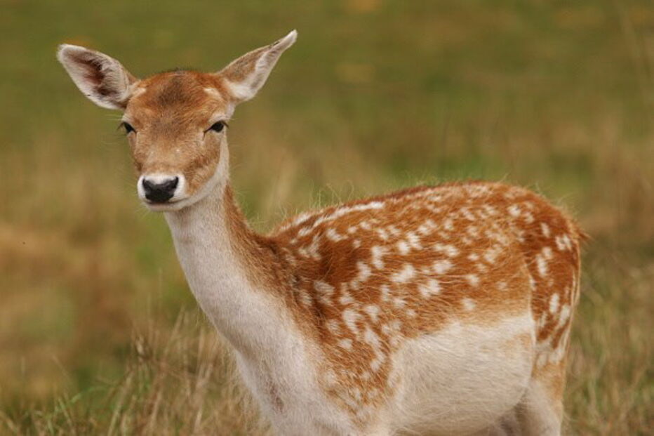 Gamo é um mamífero ruminante muito semelhante ao veado