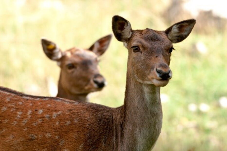 Gamo é um mamífero ruminante muito semelhante ao veado