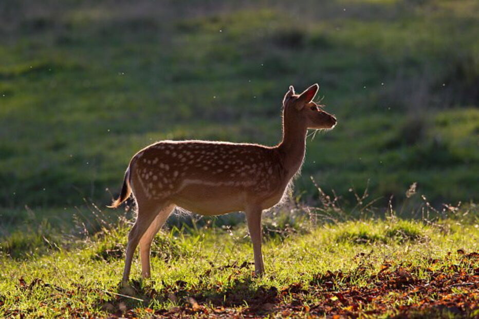Gamo é um mamífero ruminante muito semelhante ao veado