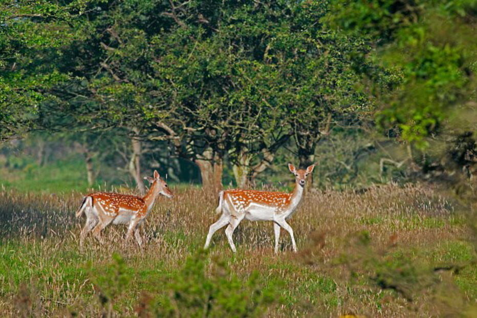 Gamo é um mamífero ruminante muito semelhante ao veado