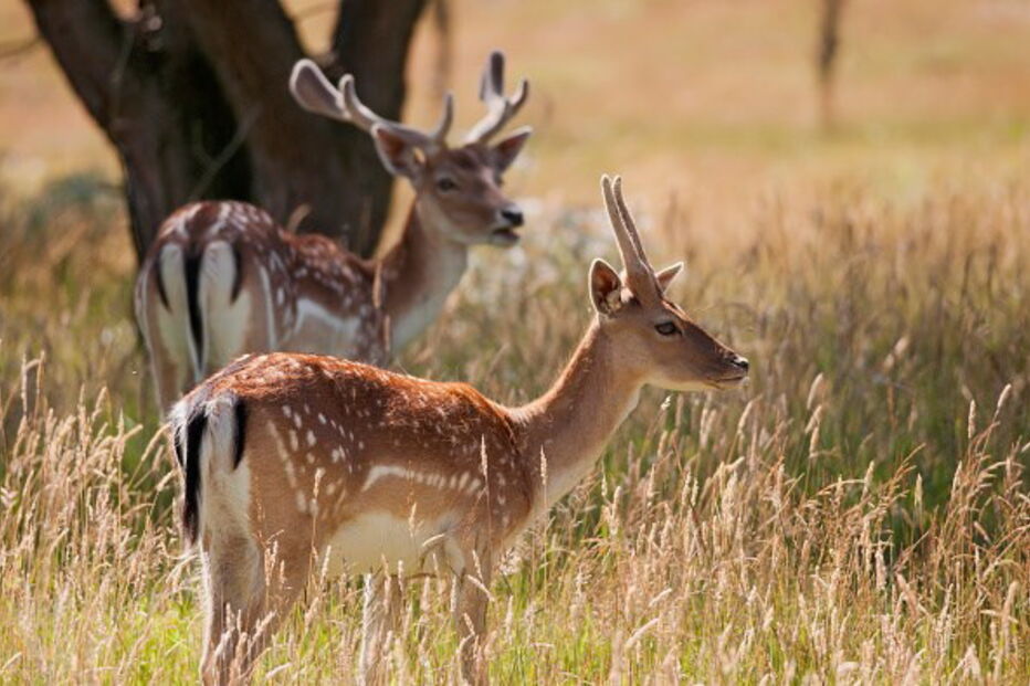 Gamo é um mamífero ruminante muito semelhante ao veado