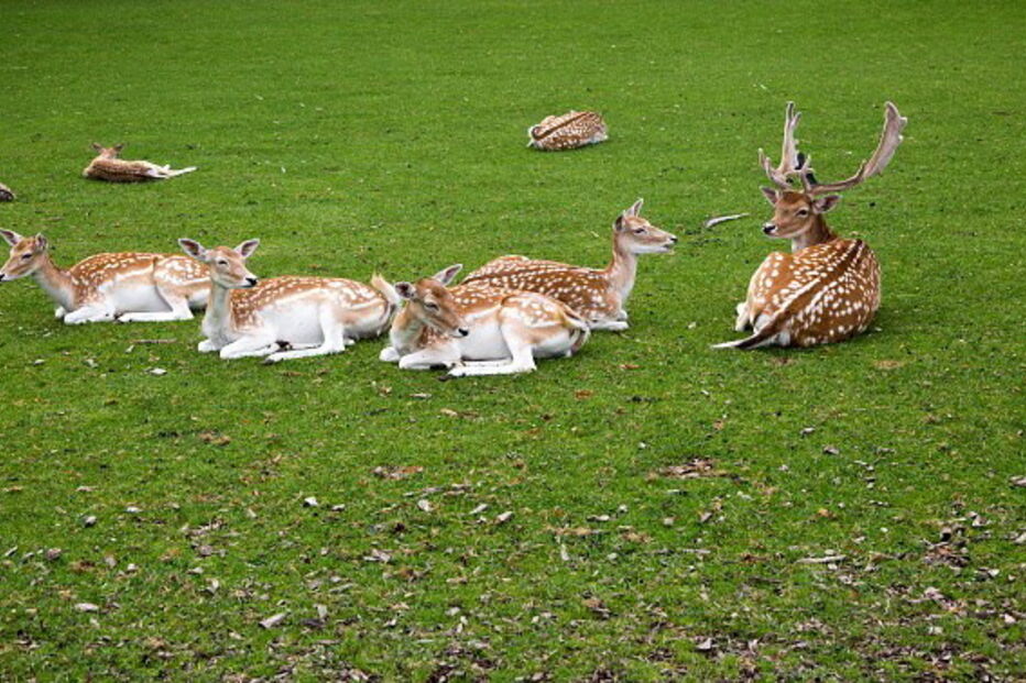 Gamo é um mamífero ruminante muito semelhante ao veado