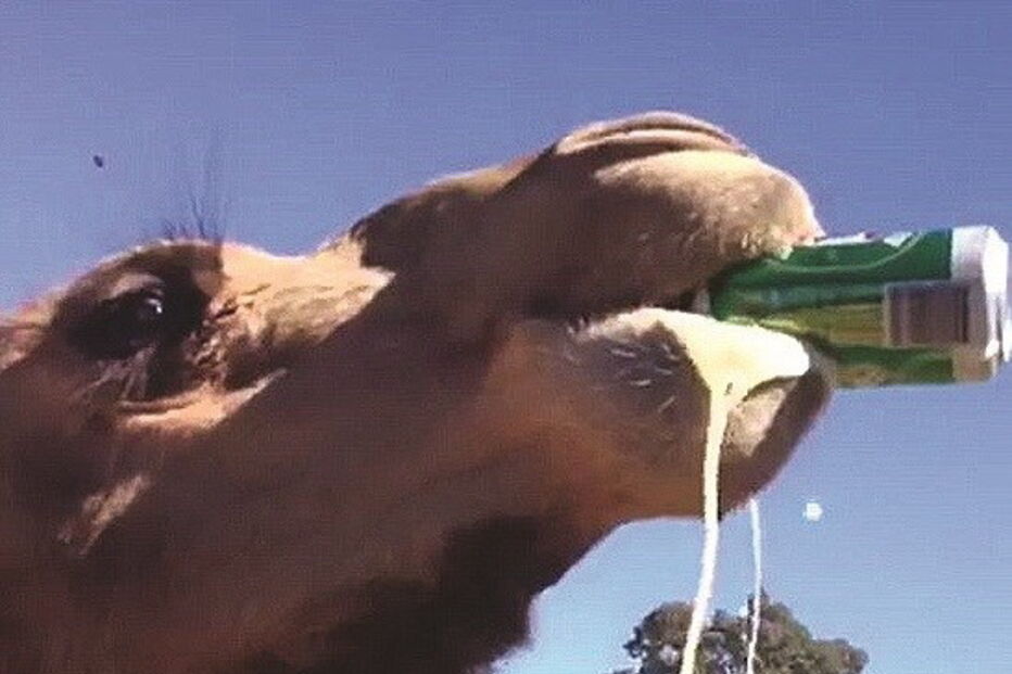 Camelo Bruce bebe cerveja