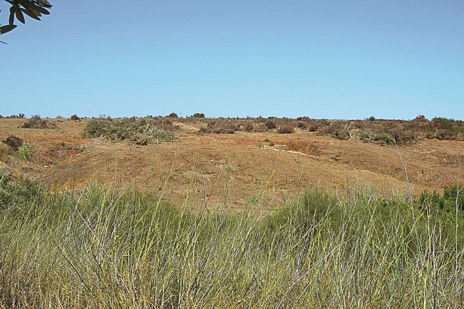  Antes do abate de árvores em Vila Real de Santo António