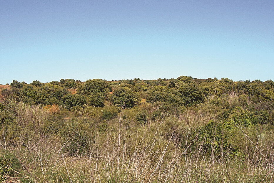 Depois do abate de árvores em Vila Real de Santo António