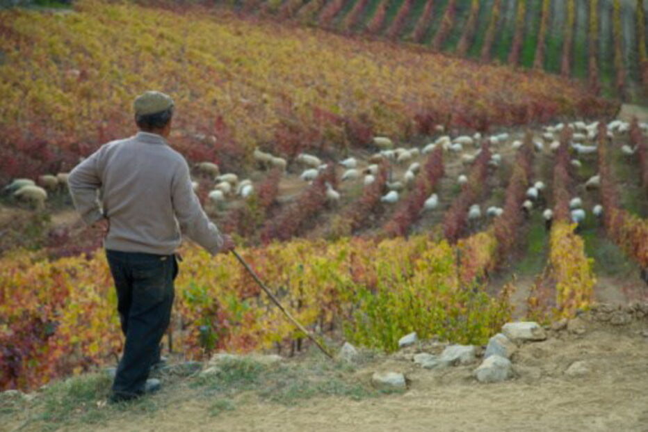 Pastor com os seus animais (imagem de arquivo)