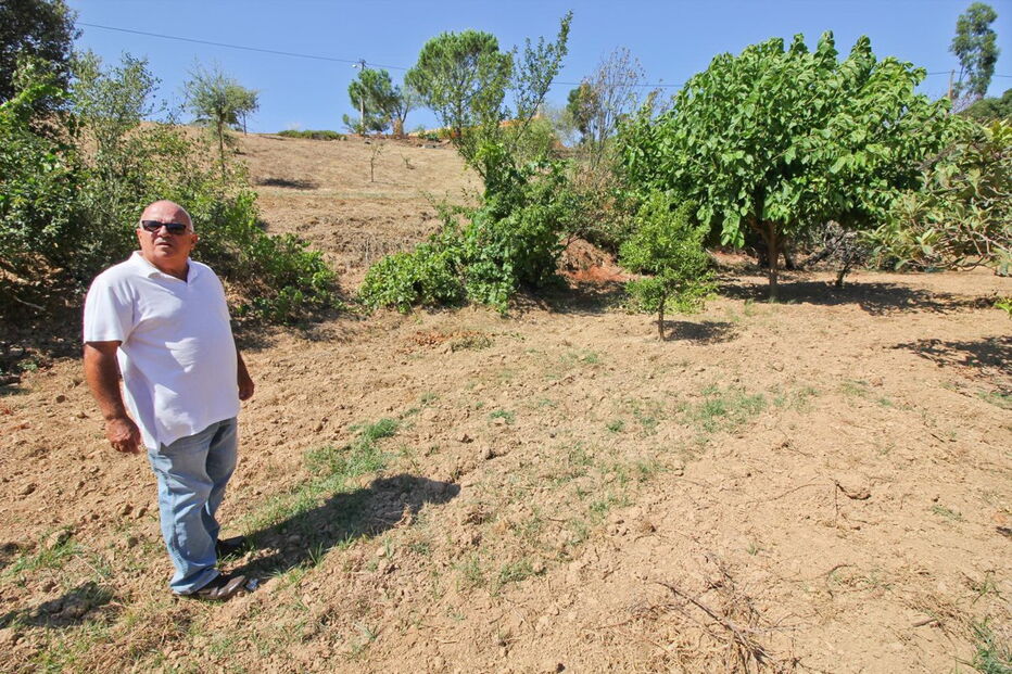 Moradores estão revoltados com os estragos provocados nos terrenos agrícolas pelos javalis selvagens  