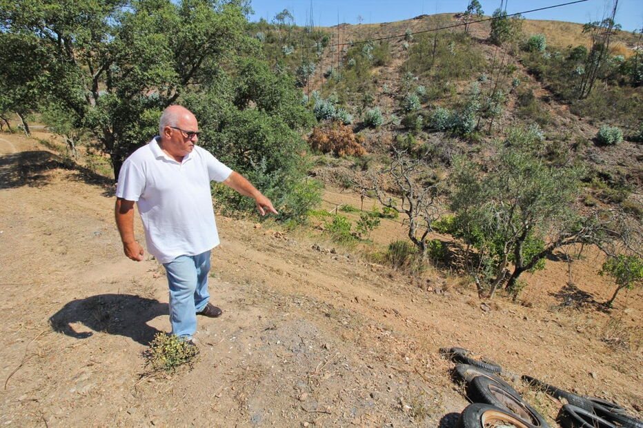 Moradores estão revoltados com os estragos provocados nos terrenos agrícolas pelos javalis selvagens  