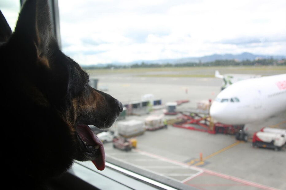 Sombra, cadela treianda para detetar drogas, tem a cabeça a prémio na Colômbia