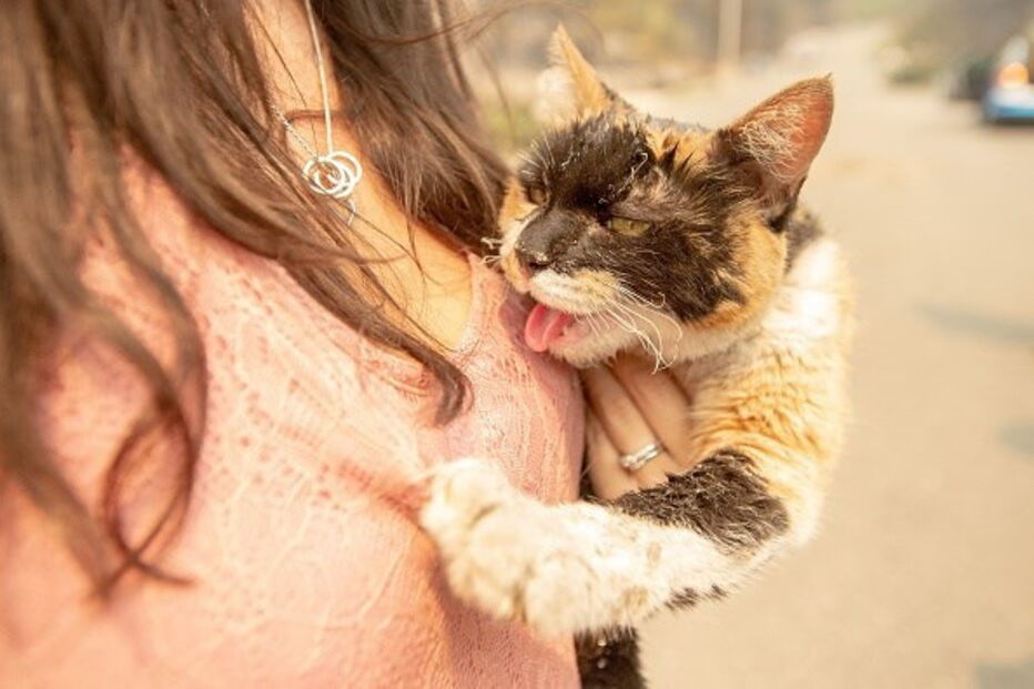 Incêndios Califórnia