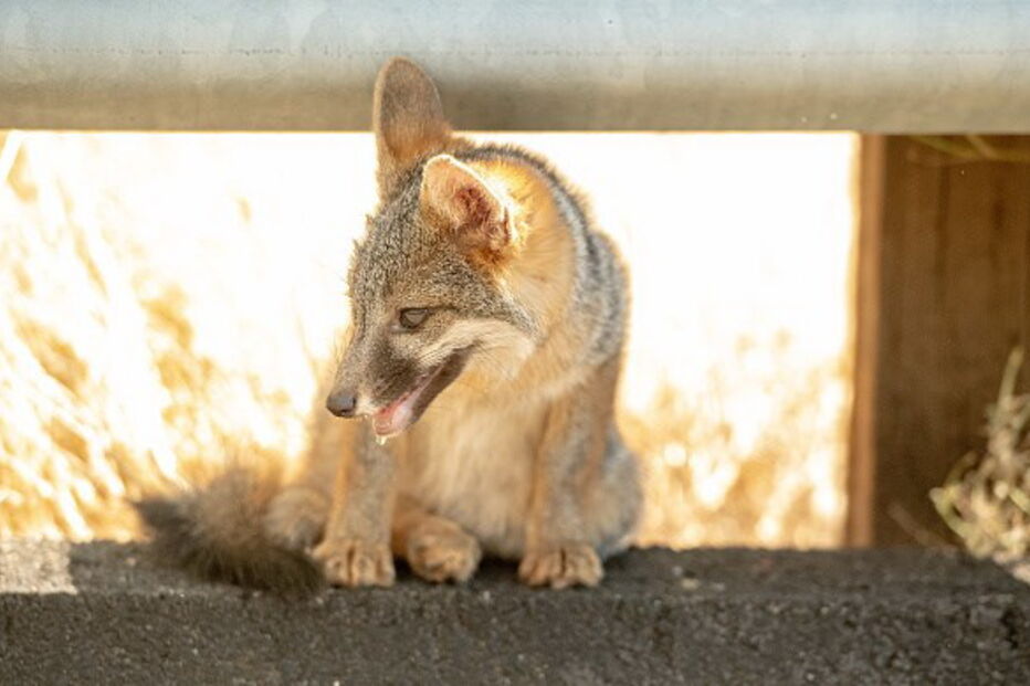 Incêndios Califórnia