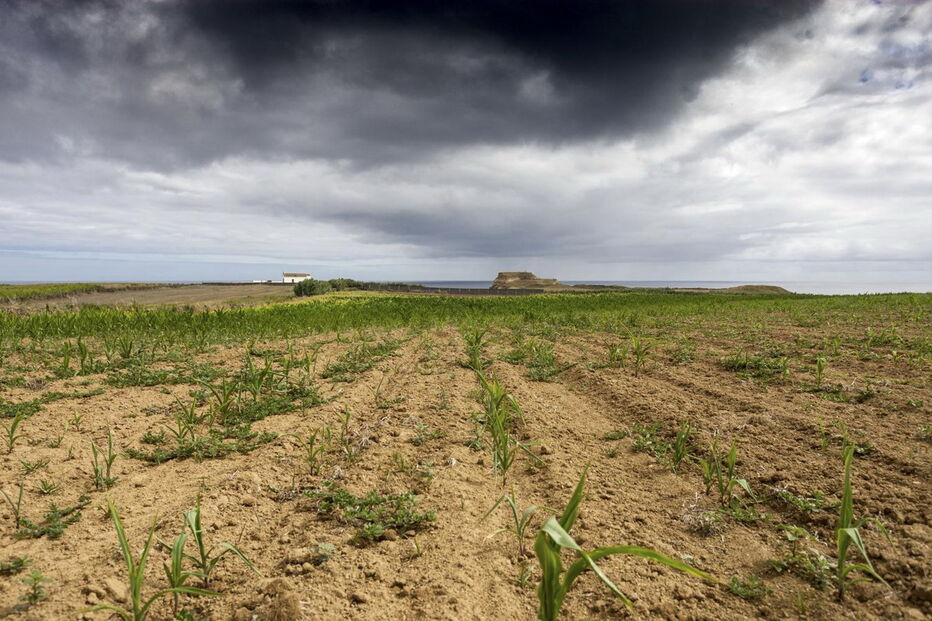 Seca na ilha de São Miguel leva agricultores a ponderar redução de explorações