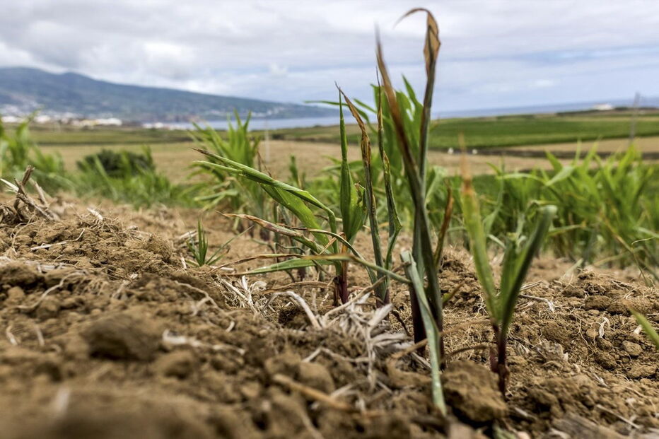 Seca na ilha de São Miguel leva agricultores a ponderar redução de explorações