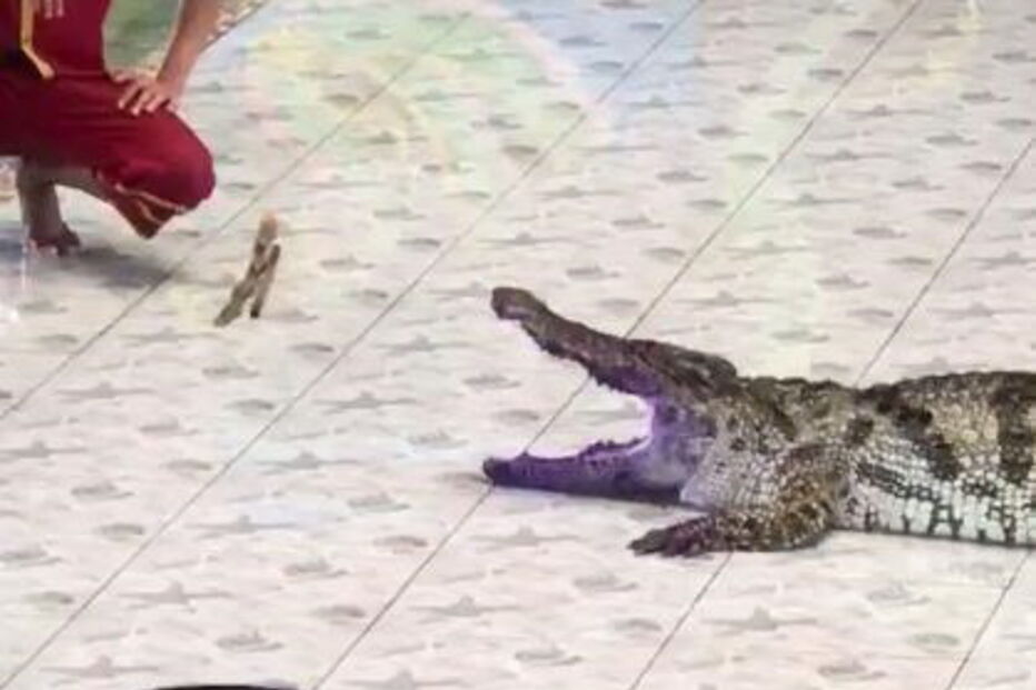 Tratador de 45 anos foi atacado por crocodilo durante o espetáculo