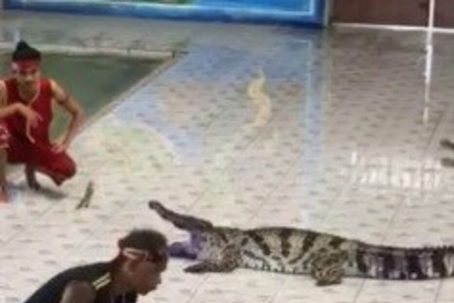 Tratador de 45 anos foi atacado por crocodilo durante o espetáculo
