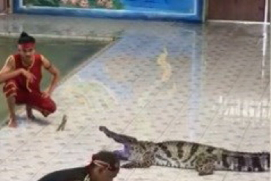 Tratador de 45 anos foi atacado por crocodilo durante o espetáculo