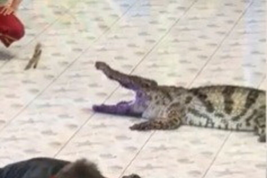 Tratador de 45 anos foi atacado por crocodilo durante o espetáculo