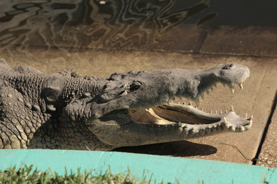 Tratador de 45 anos foi atacado por crocodilo durante o espetáculo