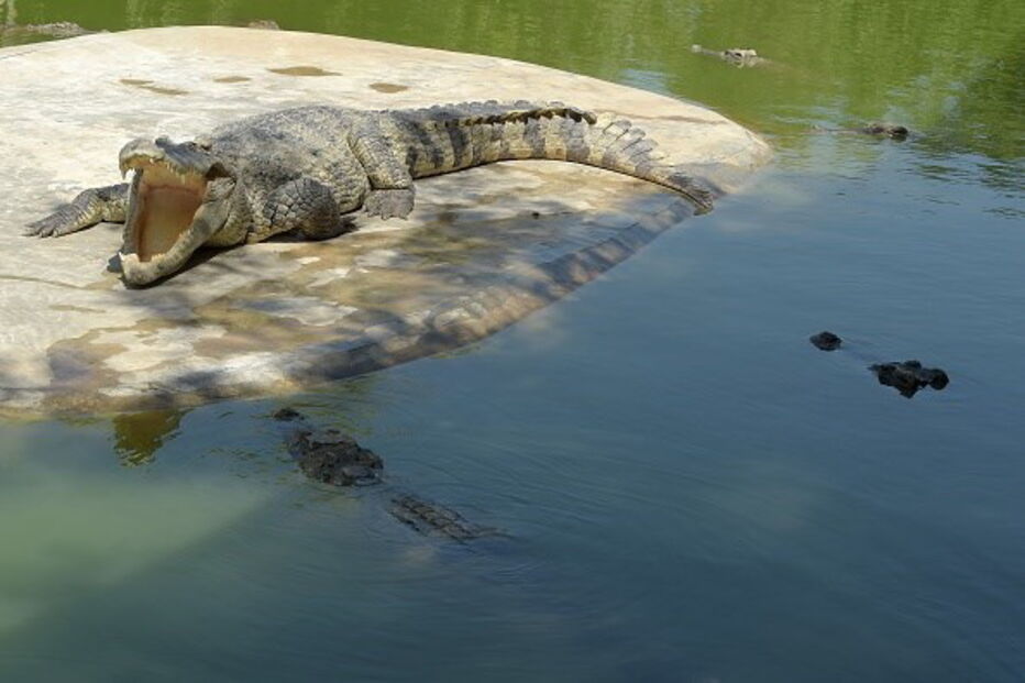 Tratador de 45 anos foi atacado por crocodilo durante o espetáculo
