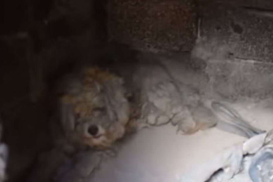 Cão sobrevive a incêndios na Grécia dentro de um forno