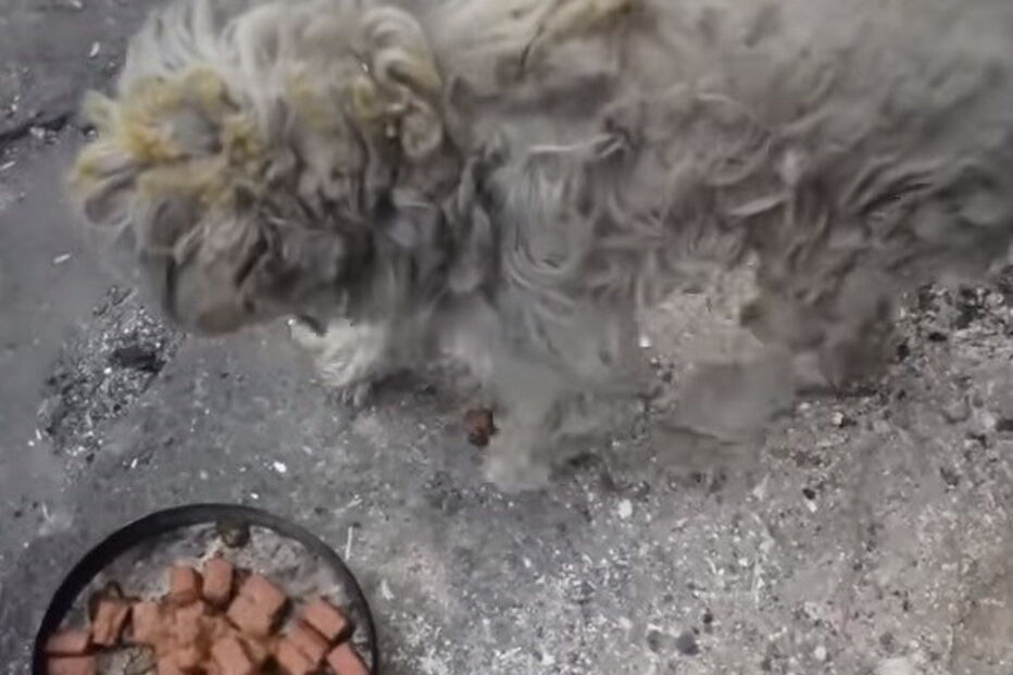 Cão sobrevive a incêndios na Grécia dentro de um forno