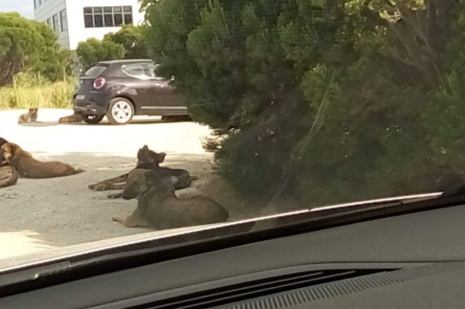 Cães de grande porte estão a assustar quem tenta entrar ou sair do parque