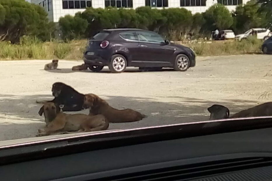 Cães de grande porte estão a assustar quem tenta entrar ou sair do parque